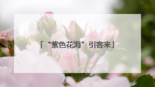 “紫色花海”引客来