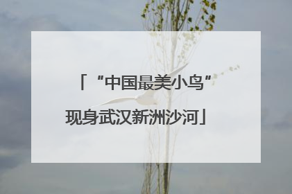 “中国最美小鸟”现身武汉新洲沙河