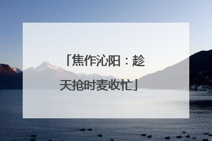 焦作沁阳：趁天抢时麦收忙