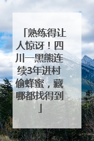 熟练得让人惊讶！四川一黑熊连续3年进村偷蜂蜜，藏哪都找得到