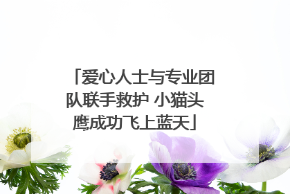 爱心人士与专业团队联手救护 小猫头鹰成功飞上蓝天
