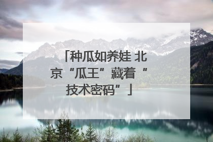 种瓜如养娃 北京“瓜王”藏着“技术密码”
