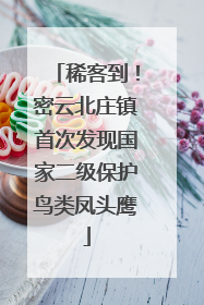 稀客到！密云北庄镇首次发现国家二级保护鸟类凤头鹰