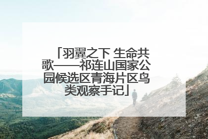 羽翼之下 生命共歌——祁连山国家公园候选区青海片区鸟类观察手记