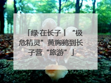 绿·在长子丨“极危精灵”黄胸鹀到长子营“旅游”