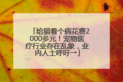 给猫看个病花费2000多元！宠物医疗行业存在乱象，业内人士呼吁→