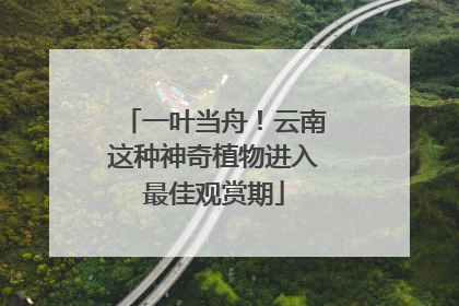 一叶当舟！云南这种神奇植物进入最佳观赏期