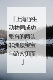 上海野生动物园成功繁育的两头非洲象宝宝与游客见面