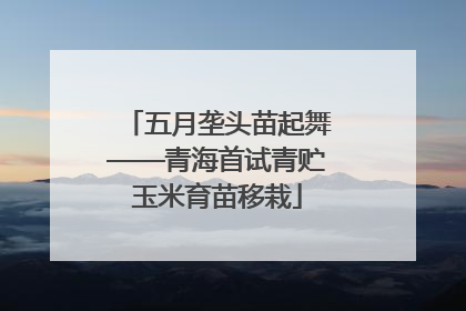 五月垄头苗起舞——青海首试青贮玉米育苗移栽