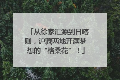 从徐家汇源到日喀则，沪藏两地开满梦想的“格桑花”！