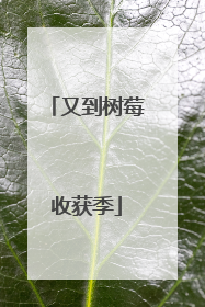 又到树莓收获季
