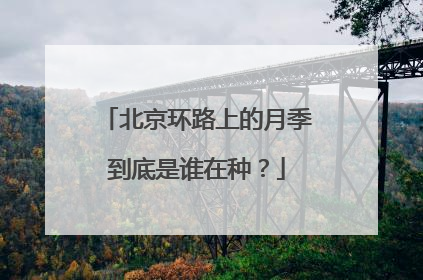北京环路上的月季到底是谁在种？