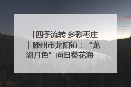 四季流转 多彩枣庄｜滕州市龙阳镇：“龙湖月色”向日葵花海 绘就乡村振兴新画卷
