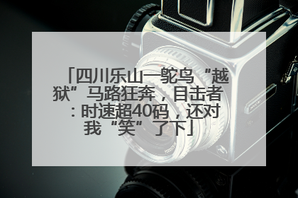 四川乐山一鸵鸟“越狱”马路狂奔，目击者：时速超40码，还对我“笑”了下