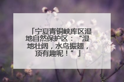 宁夏青铜峡库区湿地自然保护区：“湿地壮阔，水鸟振翅，顶有趣呢！”