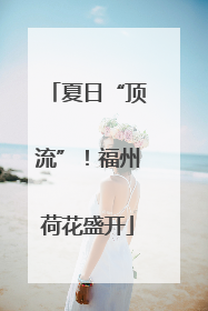 夏日“顶流”！福州荷花盛开