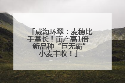 威海环翠：麦穗比手掌长！亩产高1倍 新品种“巨无霸”小麦丰收！