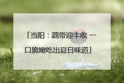 当阳：藕带迎丰收 一口脆嫩吃出夏日味道