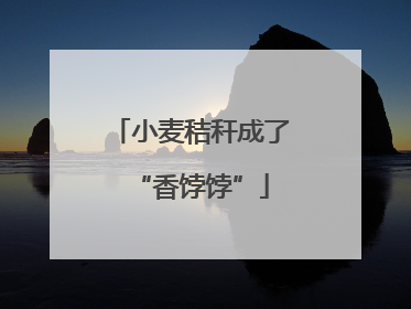 小麦秸秆成了“香饽饽”
