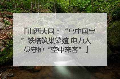 山西大同：“鸟中国宝”铁塔筑巢繁殖 电力人员守护“空中来客”