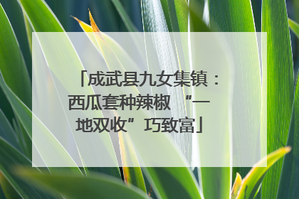 成武县九女集镇：西瓜套种辣椒 “一地双收”巧致富