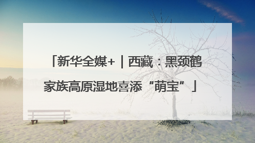 新华全媒+｜西藏：黑颈鹤家族高原湿地喜添“萌宝”