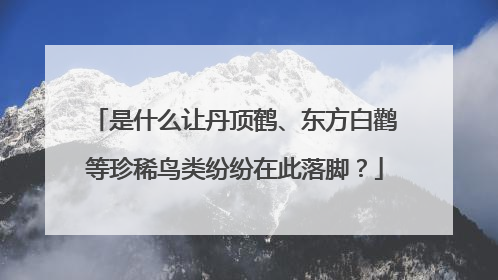 是什么让丹顶鹤、东方白鹳等珍稀鸟类纷纷在此落脚？