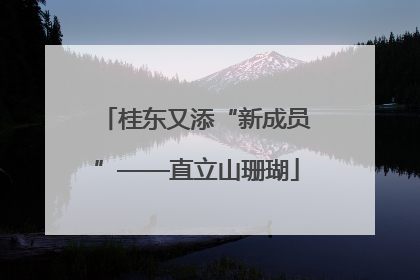桂东又添“新成员”——直立山珊瑚