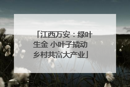 江西万安：绿叶生金 小叶子撬动乡村共富大产业