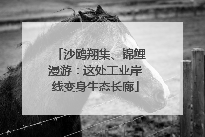 沙鸥翔集、锦鲤漫游：这处工业岸线变身生态长廊
