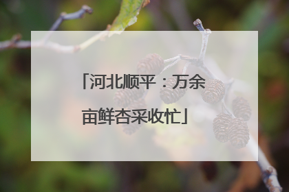 河北顺平：万余亩鲜杏采收忙