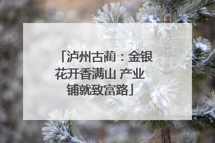 泸州古蔺：金银花开香满山 产业铺就致富路