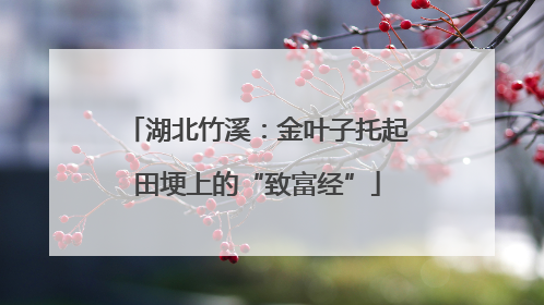 湖北竹溪：金叶子托起田埂上的“致富经”