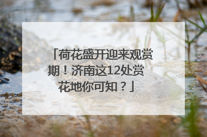 荷花盛开迎来观赏期！济南这12处赏花地你可知？