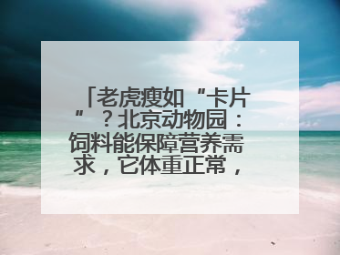 老虎瘦如“卡片”？北京动物园：饲料能保障营养需求，它体重正常，放心吧