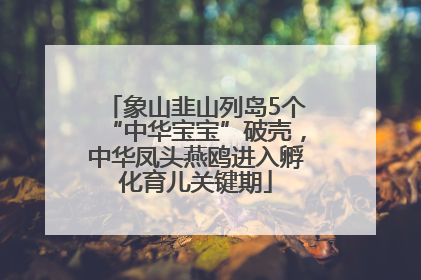 象山韭山列岛5个“中华宝宝”破壳，中华凤头燕鸥进入孵化育儿关键期