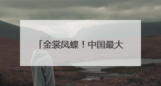 金裳凤蝶！中国最大蝴蝶现身四川广元