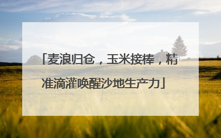 麦浪归仓，玉米接棒，精准滴灌唤醒沙地生产力
