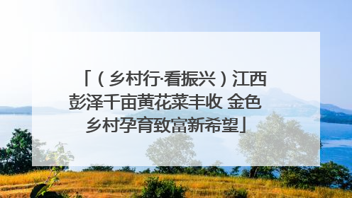 （乡村行·看振兴）江西彭泽千亩黄花菜丰收 金色乡村孕育致富新希望