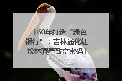 60年打造“绿色银行”：吉林通化红松林藏着致富密码